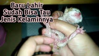 MEMBEDAKAN KELAMIN ANAK KUCING  JENIS KELAMIN BAYI KUCING