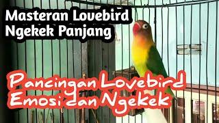 Masteran Lovebird Ngekek Panjang  pancingan Lovebird Emosi dan Ngekek