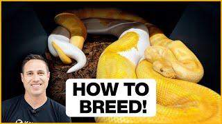 How To Breed Ball Pythons in 5 Simple Steps