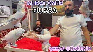 MURAT ÖMÜR ŞEBAP GÜVERCİN TESİSİ ŞEBAP NASIL OLMALI IRK ÖZELLİKLERİ