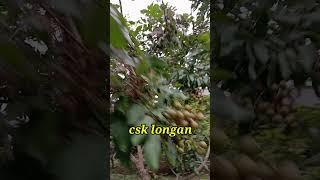 lengkeng pembuahan pertama usia 2 tahun.