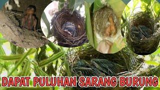 KESERUAN BERBURU PULUHAN SARANG BURUNG 