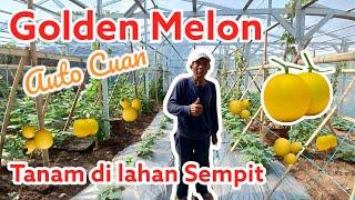 BERKEBUN DI RUMAH - GOLDEN MELON AUTO CUAN