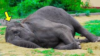 ¡Elefante llora todos los días en el zoológico luego un día ve una silueta familiar