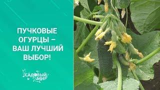 Пучковые огурцы – ваш лучший выбор