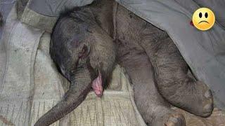 Das Elefantenkind wurde von seiner Mutter verlassen und er begann bitter zu weinen..
