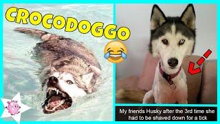 The Funniest Posts About Huskies