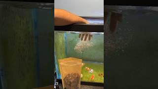 Don’t make this mistake when feeding your fish