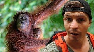 BUKIT LAWANG - Finding Wild Orangutans in Sumatra