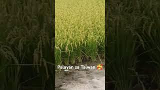 Ganda Ng palay dito ang taba pa  # #everyone #trendingvideo #shortvideo #buhayofw