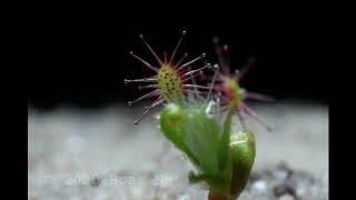 Drosera scorpioides gemmae timelapse