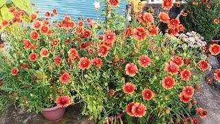 Growing Gaillardia  n TRICKS to Get MAXIMUM Flowers