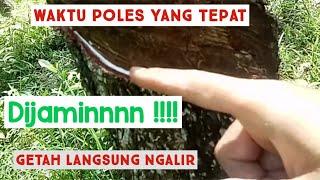 Waktu Poles Pohon Karet yang Tepat Getah Dijamin Mengalir Deras