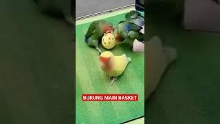 BURUNG MAIN BASKET..