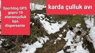 2023  ORDU KARDA ÇULLUK AVI #çulluk  #woodcock #beccaccia #μπεκάτσα #вальдшнеп #hunting #türkiye