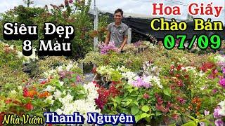 Hoa giấy siêu bông ghép 6 đến 9 màu dáng bonsai siêu đẹp GL ngày 0709 ️ 0765.998.660 Thanh Nguyên