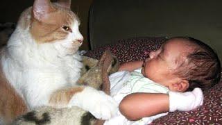 Cute Cats Takes Care Of Babies  Funny Baby and Pets Moments