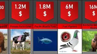 The Most 20 Expensive animal in the World 2023