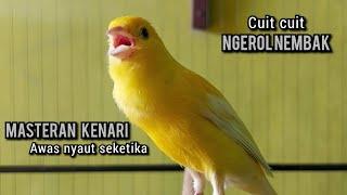 kenari gacor panjang CUIT CUIT NEMBAK TAJAM ini ampuh buat MASTERAN KENARI dan PANCINGAN KENARI