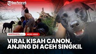 Viral Kisah Canon Anjing di Aceh Singkil yang Mati Usai Ditangkap Satpol PP