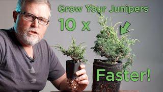 Bonsaify  How to 10x Your Juniper Growth When You Feel the Need to Speed