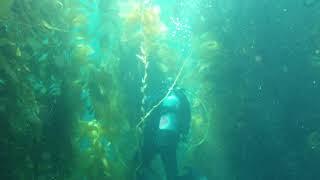 Kids Scuba through kelp 12yo boy 10yo girl yellow tank