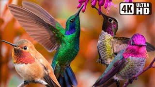 Beautiful Bird Sounds  Hummingbird  Breathtaking Nature  Stress Relief & Healing Ambiance