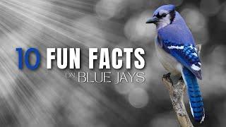 10 Fun Facts About Blue Jays  Noisy Beautiful Interesting