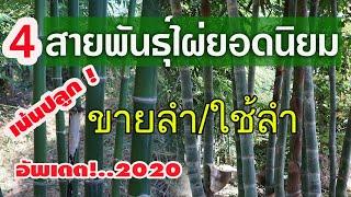 4 สายพันธุ์ไผ่ยอดนิยม สำหรับปลูกไว้ขายลำและใช้ลำ อัพเดต..2020