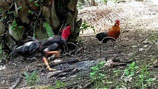 MIKAT AYAM HUTAN  MALAH YANG DATANG RAJA AYAM