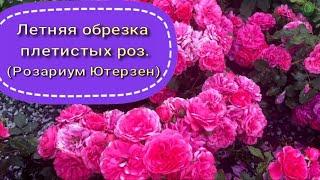 Летняя обрезка плетистых роз. Розариум Ютерзен. Питомник растений Е. Иващенко