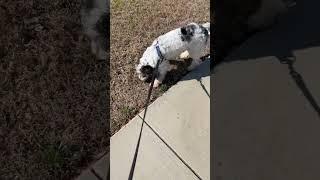 cute dog walking