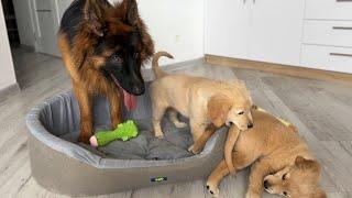 German Shepherds Heartwarming Attempts to Befriend Two Puppies