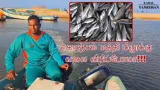 கொஞ்சம் மத்தி மீனுக்கு வலை விரிப்போமா   Mathi Fish   KADAL TAMIZHAN