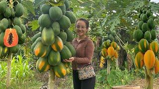 Harvesting papaya fruit gardens to sell at the market garden & cook