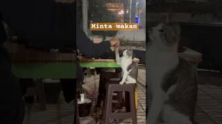 Kucing minta makan sopan bet #shorts #cat #kucing #kitten #catlover #kucinglucu #cute #pets