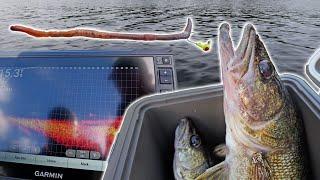 This isnt Fair Catching GIANT Walleye with Live Worms & Livescope