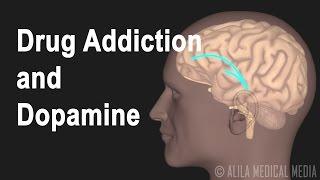 Mechanism of Drug Addiction in the Brain Animation.