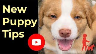 New puppy tips  How to prepare for a new puppy