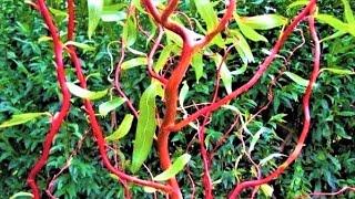 An unpretentious ornamental plant all year round. A real ornament of the garden. Willow Matsudana