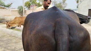 first timer top class milking nili ravi buffalo for sale in Punjab Pakistan on YouTube2472024