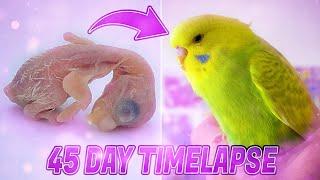 BUDGIE GROWTH STAGES  First 44 Days of Babies Timelapse