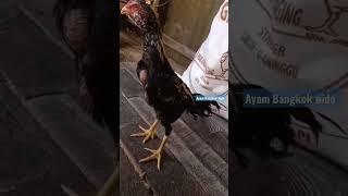 anak ayam Bangkok super masih kecil udah berkokok#shorts #ternakayam #ternakayambangkok #viral