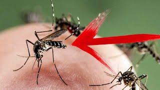 ЗАБЫЛ про комаров и мошек на участке БЫСТРЫЙ и БЕСПЛАТНЫЙ СПОСОБ