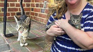 Stray Kitten Living At Bus Stop Begs Riders To Take Him Home