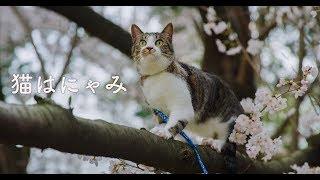 猫はにゃみSakura Cat