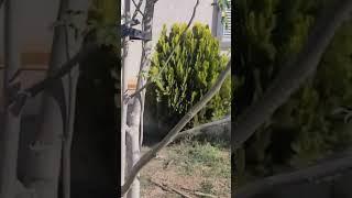طرق إكثار شجرة المورينجا خاصة الترقيد الهوائي المغلق أو المفتوح. Moringa tree propagation