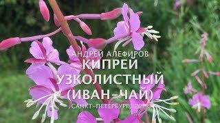 Кипрей Иван-чай узколистный. Алефиров А.Н.