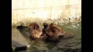 Brown Bears Wrestle in Bern