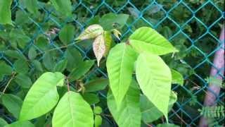 Poison Ivy Identification Tips